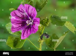 Image result for Malva sylvestris var. mauritiana