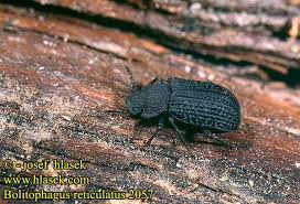 Attēlu rezultāti vaicājumam “Bolitophagus reticulatus”