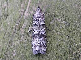 Attēlu rezultāti vaicājumam “Dioryctria abietella”