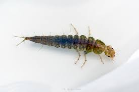 Attēlu rezultāti vaicājumam “Dytiscidae”