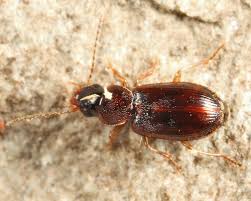 Attēlu rezultāti vaicājumam “Acupalpus flavicollis”