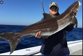 Image result for Rachycentron canadum