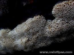 Attēlu rezultāti vaicājumam “Antrodia mellita”