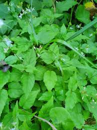 Attēlu rezultāti vaicājumam “Circaea alpina leaf”