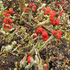 Attēlu rezultāti vaicājumam “Cladonia parasitica”