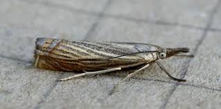 Attēlu rezultāti vaicājumam “Chrysoteuchia culmella”