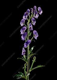 Attēlu rezultāti vaicājumam “Aconitum napellus flower”