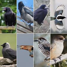 Attēlu rezultāti vaicājumam “Corvidae”