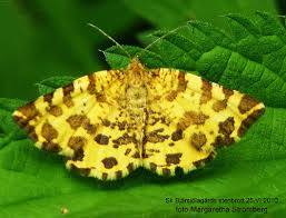 Attēlu rezultāti vaicājumam “Pseudopanthera macularia”