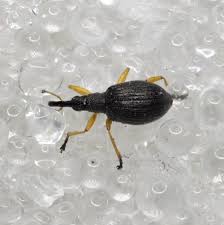 Attēlu rezultāti vaicājumam “Protapion sp.”