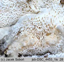 Attēlu rezultāti vaicājumam “Trechispora mollusca”