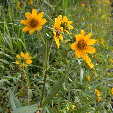 Attēlu rezultāti vaicājumam “Bidens cernua flower”