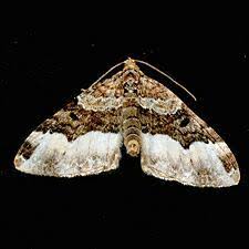 Attēlu rezultāti vaicājumam “Euphyia unangulata”