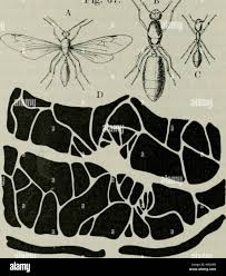 Attēlu rezultāti vaicājumam “Rhabdoweisia fugax”