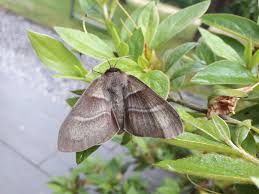 Attēlu rezultāti vaicājumam “Macrothylacia rubi”