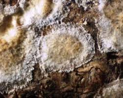 Attēlu rezultāti vaicājumam “Phlebia rufa”