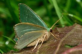 Attēlu rezultāti vaicājumam “Hemithea aestivaria”