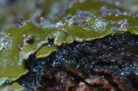 Attēlu rezultāti vaicājumam “Physconia enteroxantha”