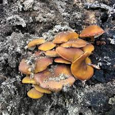 Attēlu rezultāti vaicājumam “Pluteus leoninus”