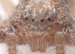 Attēlu rezultāti vaicājumam “Philodromus sp.”