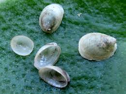 Attēlu rezultāti vaicājumam “Ancylus fluviatilis”