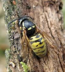 Attēlu rezultāti vaicājumam “Vespula rufa”