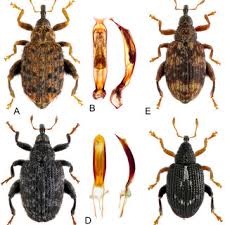 Attēlu rezultāti vaicājumam “Hylastes sp.”