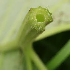 Attēlu rezultāti vaicājumam “Arctium tomentosum leaf”