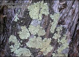 Attēlu rezultāti vaicājumam “Parmeliopsis ambigua”