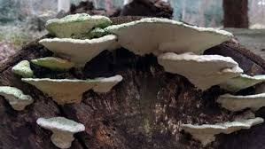 Attēlu rezultāti vaicājumam “Trametes gibbosa”