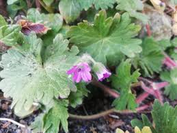 Attēlu rezultāti vaicājumam “Geranium molle flower”