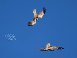 Image result for Poole Kite Fliers