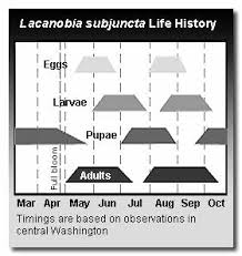 Attēlu rezultāti vaicājumam “Lacanobia contigua larva”