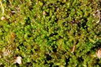 Attēlu rezultāti vaicājumam “Odontoschisma denudatum”