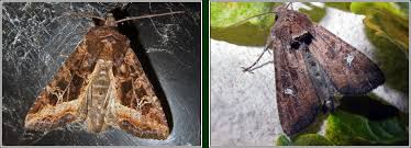 Attēlu rezultāti vaicājumam “Celaena leucostigma”