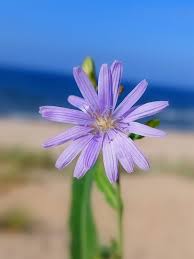 Attēlu rezultāti vaicājumam “Lactuca tatarica flower”