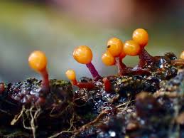 Attēlu rezultāti vaicājumam “Trichia botrytis var. cerifera spores”