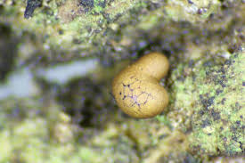 Attēlu rezultāti vaicājumam “Perichaena depressa spores”