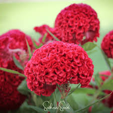 Attēlu rezultāti vaicājumam “Collaria rubens stalked”