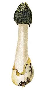 Attēlu rezultāti vaicājumam “Phallus impudicus”