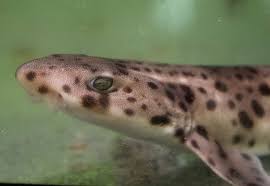 Image result for Scyliorhinus stellaris