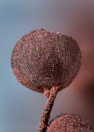 Attēlu rezultāti vaicājumam “Cribraria cancellata”