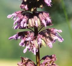Attēlu rezultāti vaicājumam “Salvia verticillata”