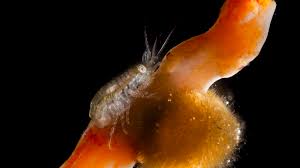 Attēlu rezultāti vaicājumam “Amphipoda”