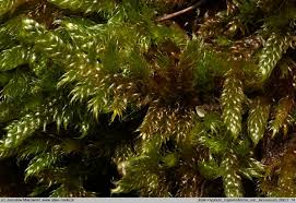 Attēlu rezultāti vaicājumam “Hypnum cupressiforme var. lacunosum”