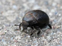 Attēlu rezultāti vaicājumam “Biatora sphaeroides”