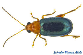 Attēlu rezultāti vaicājumam “Chrysomelidae”