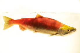 Image result for Oncorhynchus nerka