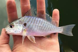 Image result for Leiostomus xanthurus