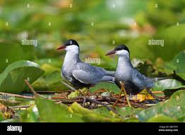 Attēlu rezultāti vaicājumam “Chlidonias hybrida”